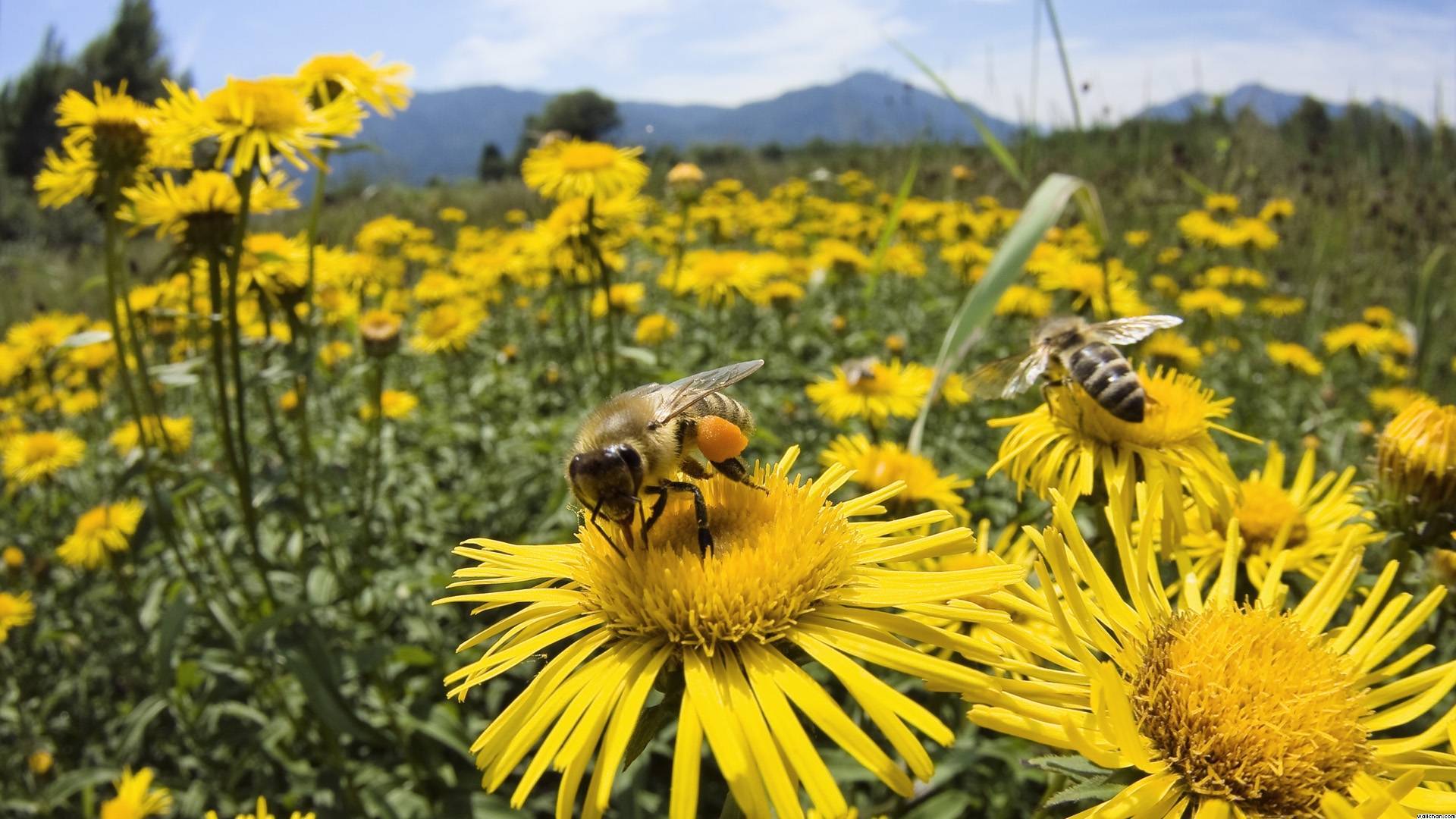 abejas-supervivencia-amenaza|naranjos de uruguay|IMG-20170821-WA0044